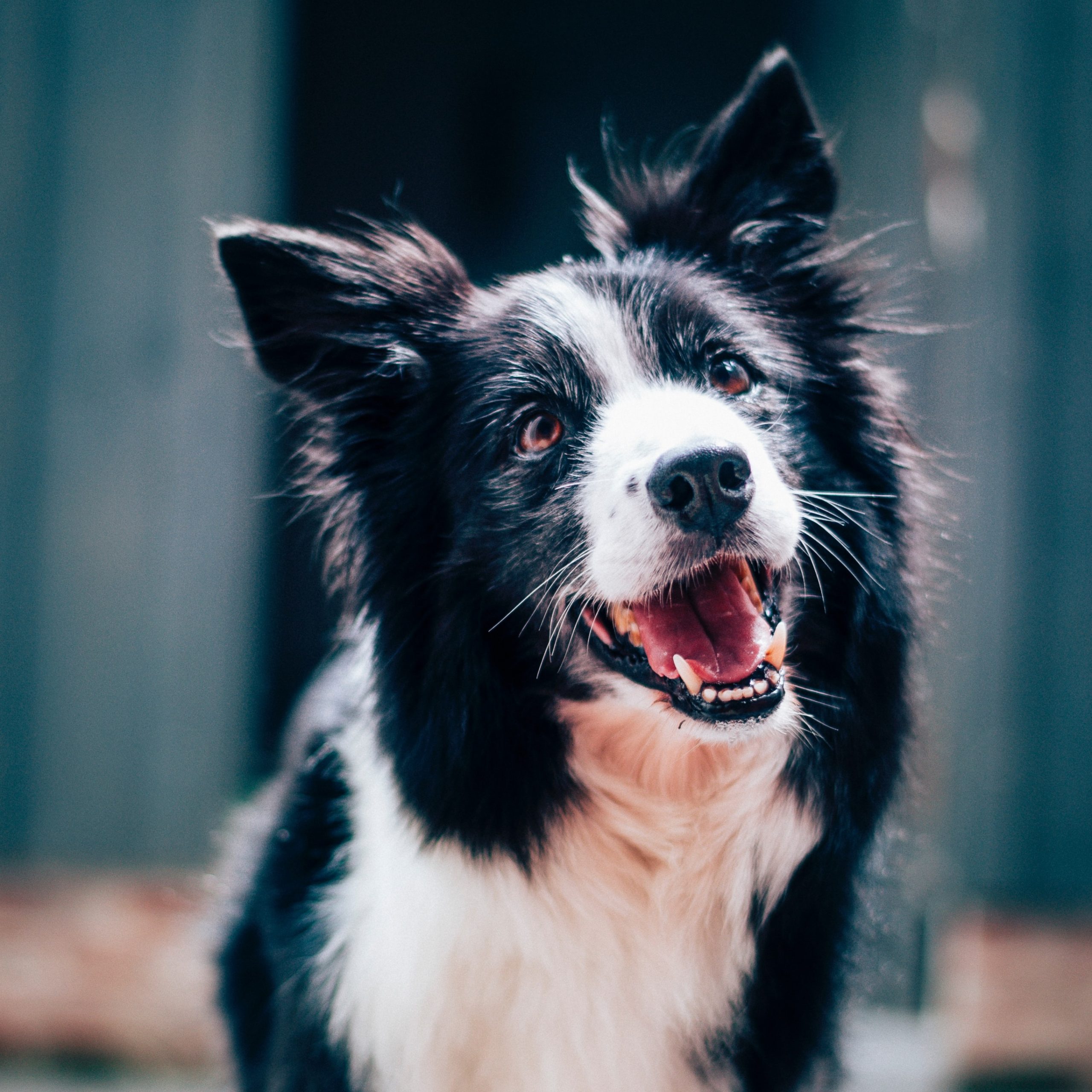 Head Tilt in Dogs